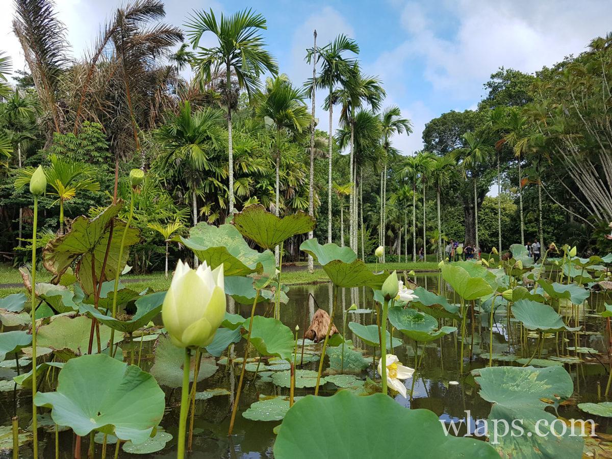 Que faire à l'île Maurice ? voir le jardin de Pamplemousses
