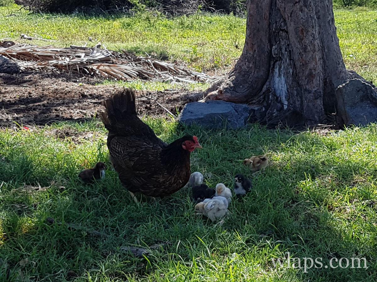 poules dans l'herbe à côté du Restaurant Chez Madame La Rose (Dolly) à l'île Rodrigues