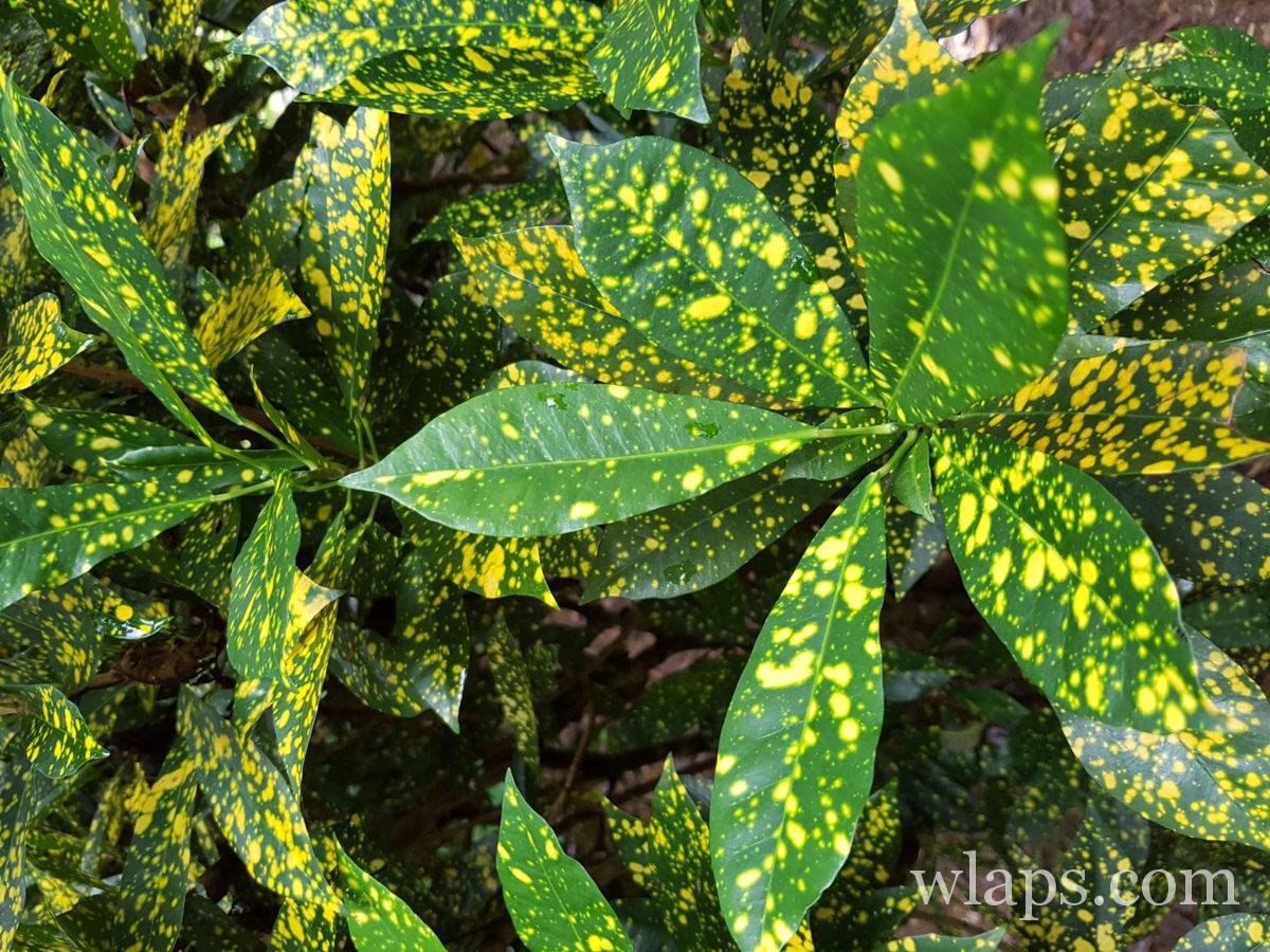 plantes