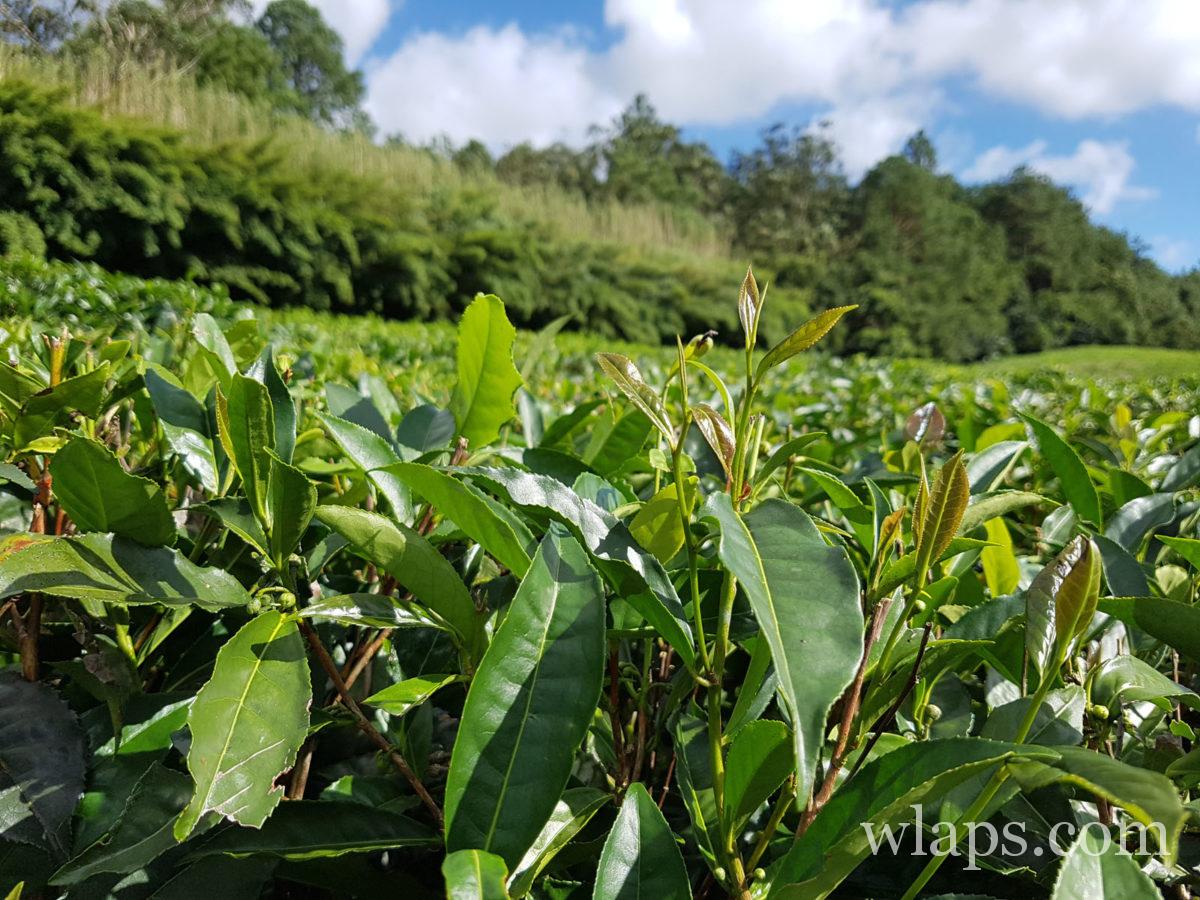 Plantation de thé de Bois Chéri à l'île Maurice