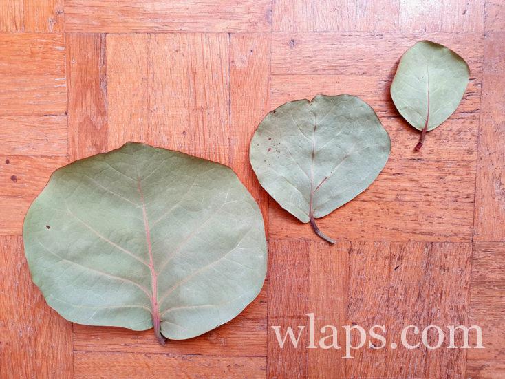 Trois feuilles de raisiniers