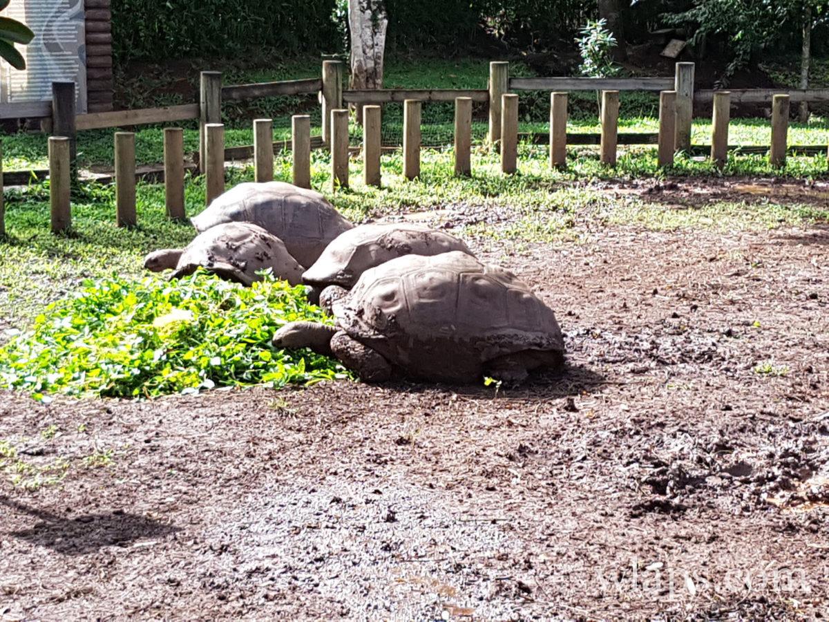 tortues géantes à la Réserve François Leguat
