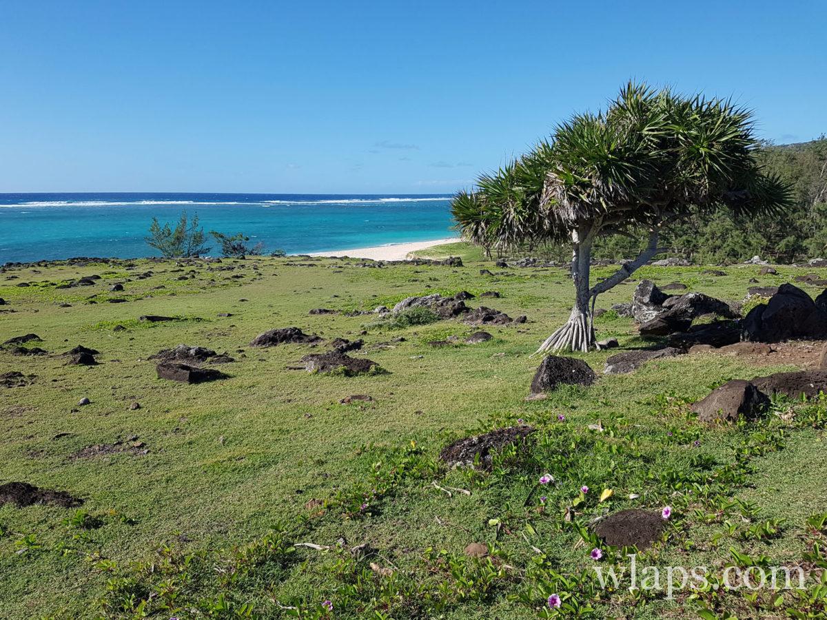 végétation de l'île Rodrigues