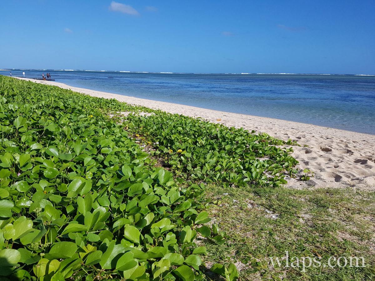 plage et verdure