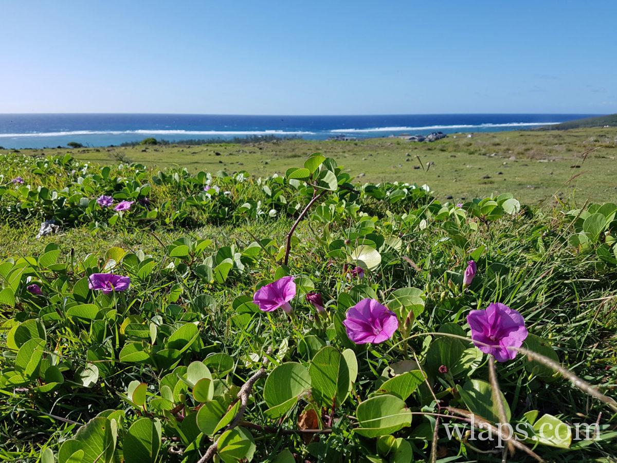 pelouse de l'île Rodrigues