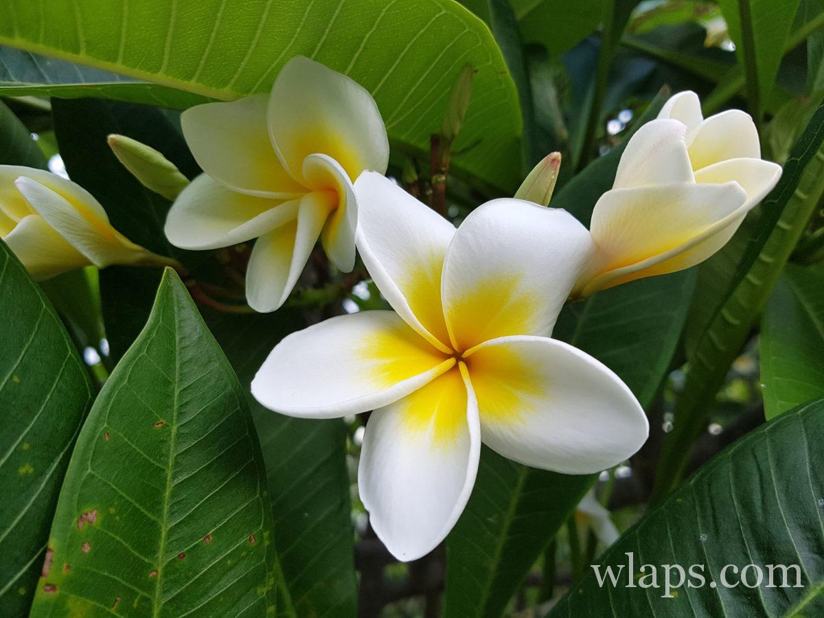 Fleurs que l'on rencontre souvent dans l'Océan Indien