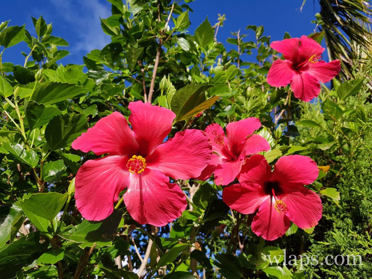 fleurs de l'île maurice