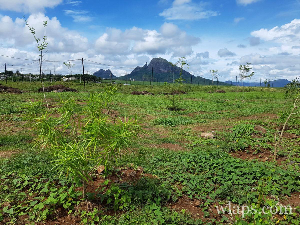 randonnée à la montagne du Lion à l'île Maurice