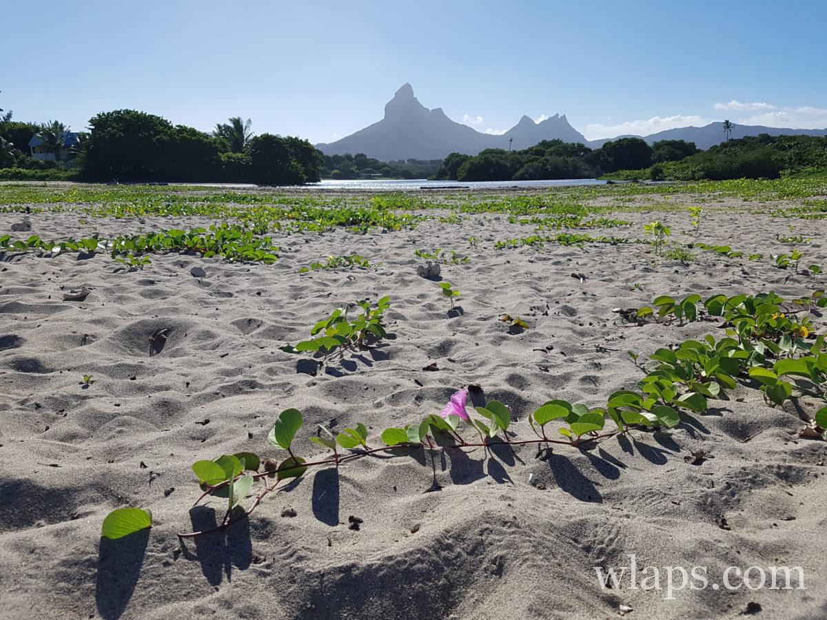 Piton de Rivière Noire vu depuis la plage de Tamarin