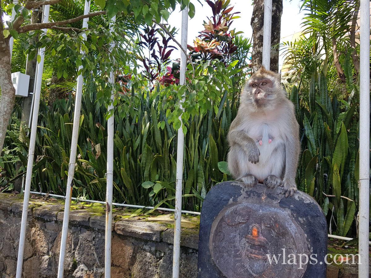 singes à Maurice