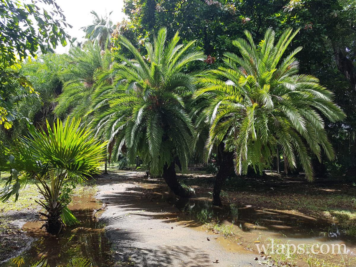 jardin botanique de pamplemousses à l'île Maurice