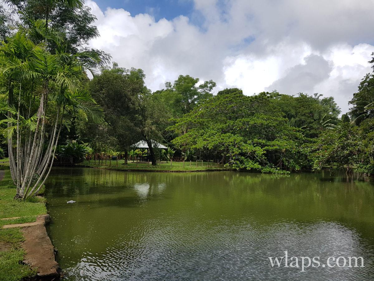 jardin botanique de pamplemousses à l'île Maurice
