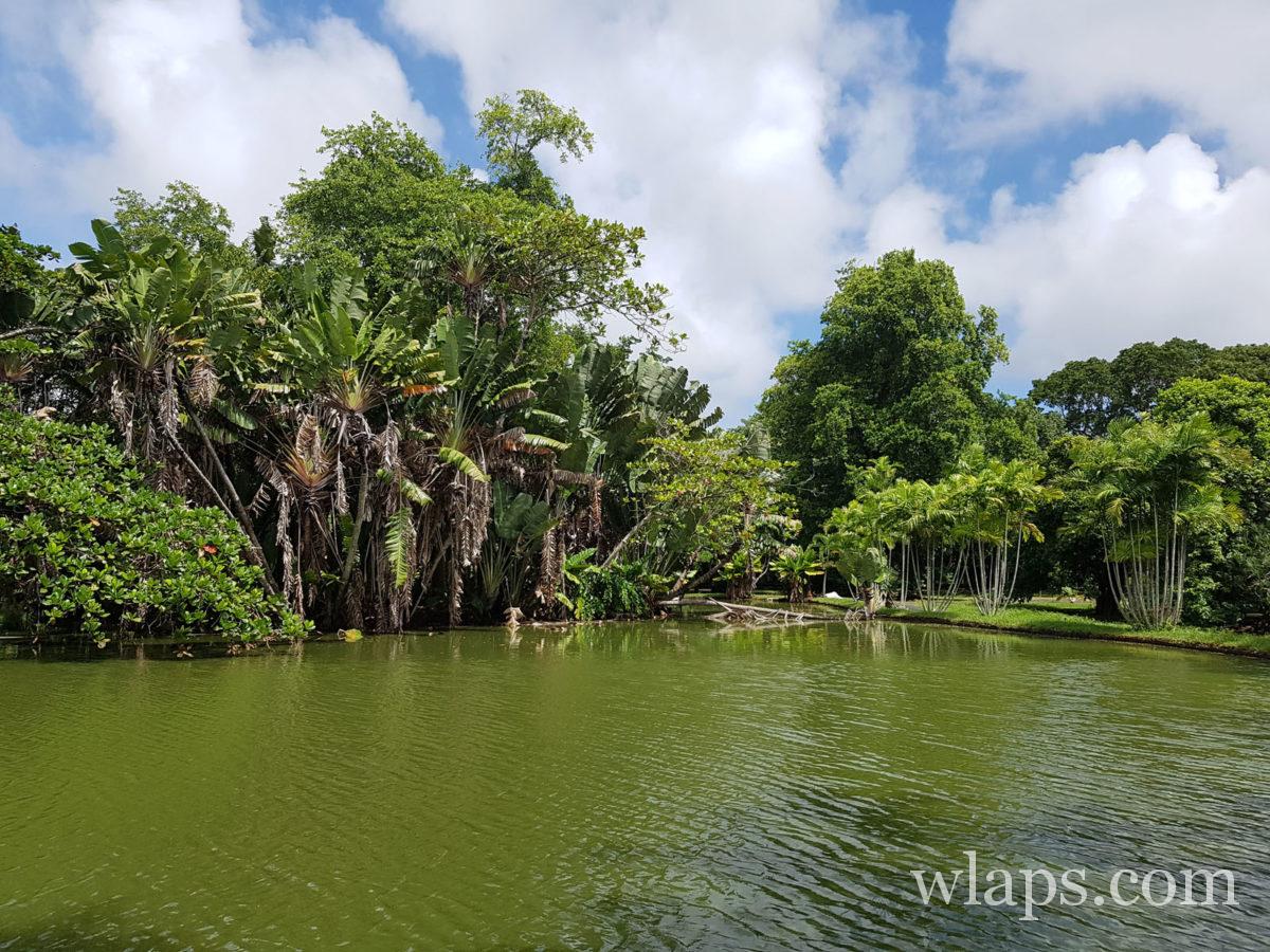 Visiter le Jardin de Pamplemousses et voir des lacs