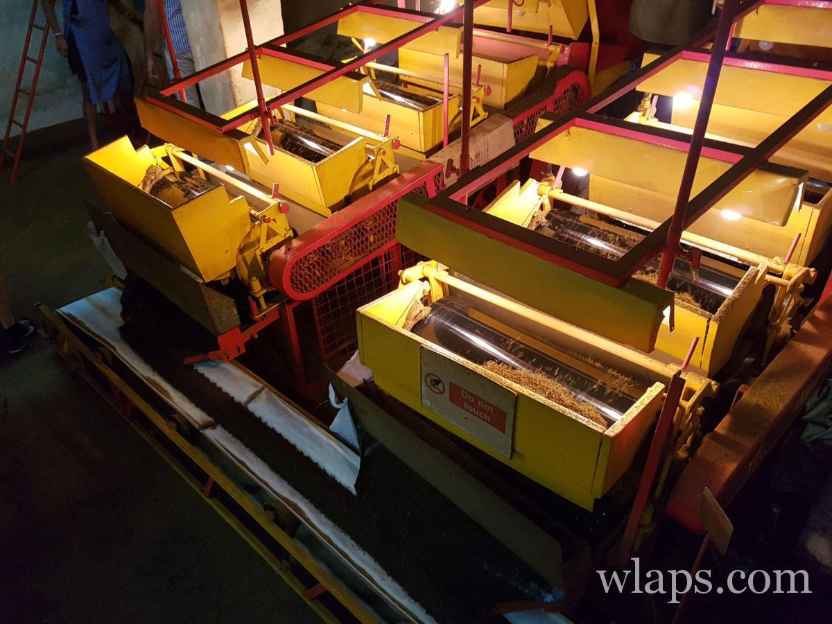 Les machines qui broient les feuilles de thé dans un vacarme assourdissant