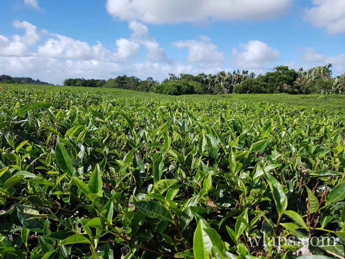 Plantations de thé de Bois Chéri à l'île Maurice
