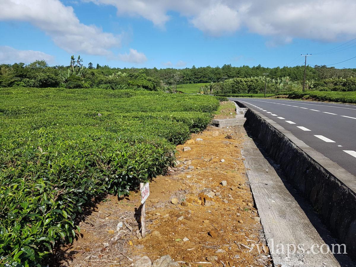 Plantations de thé de Bois Chéri à l'île Maurice