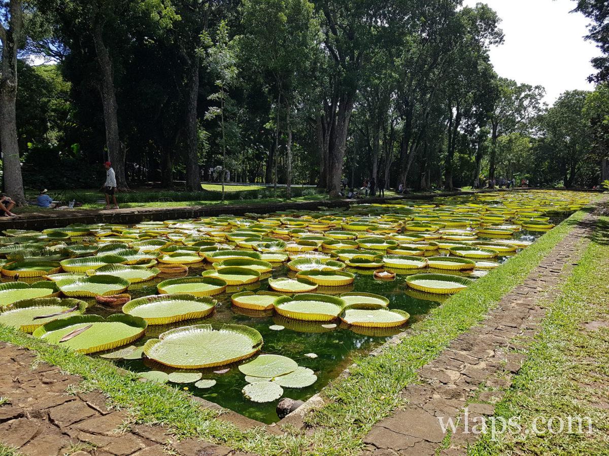étang aux nénuphars au jardin botanique de pamplemousses à l'île Maurice