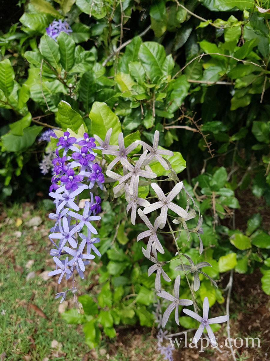 fleur du jardin botanique de pamplemousses à l'île Maurice