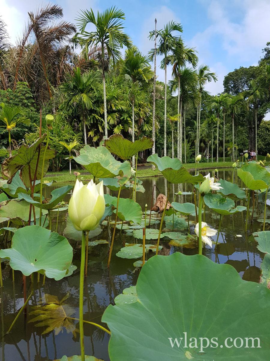 nénuphars en fleurs à l'île Maurice