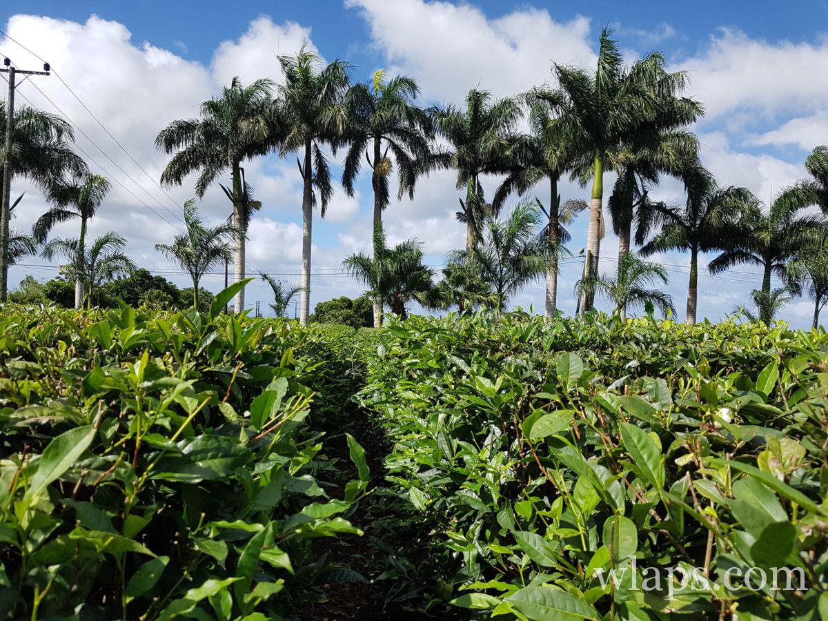 palmiers pour la visite du thé de Bois Chéri à l'île Maurice