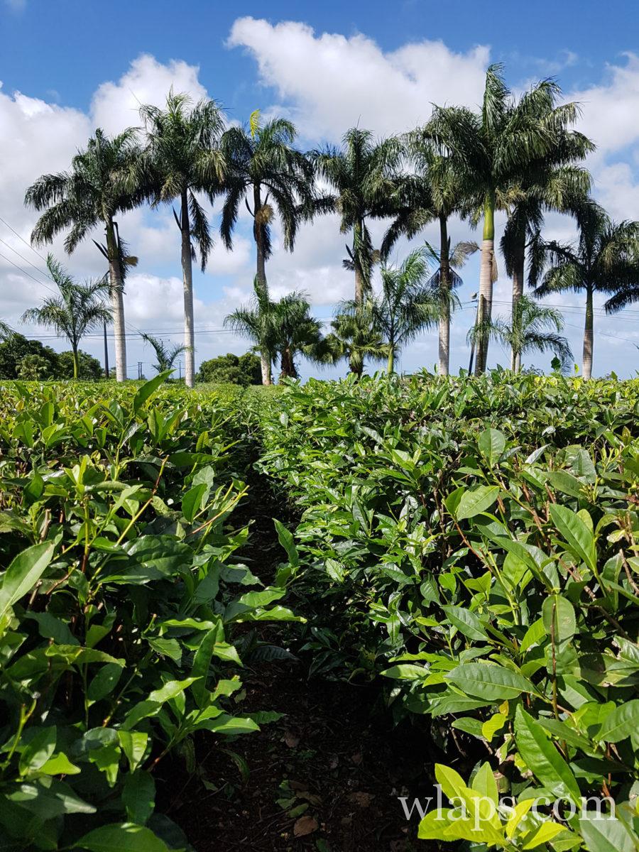 Balade dans les plantations de thé de l'île Maurice