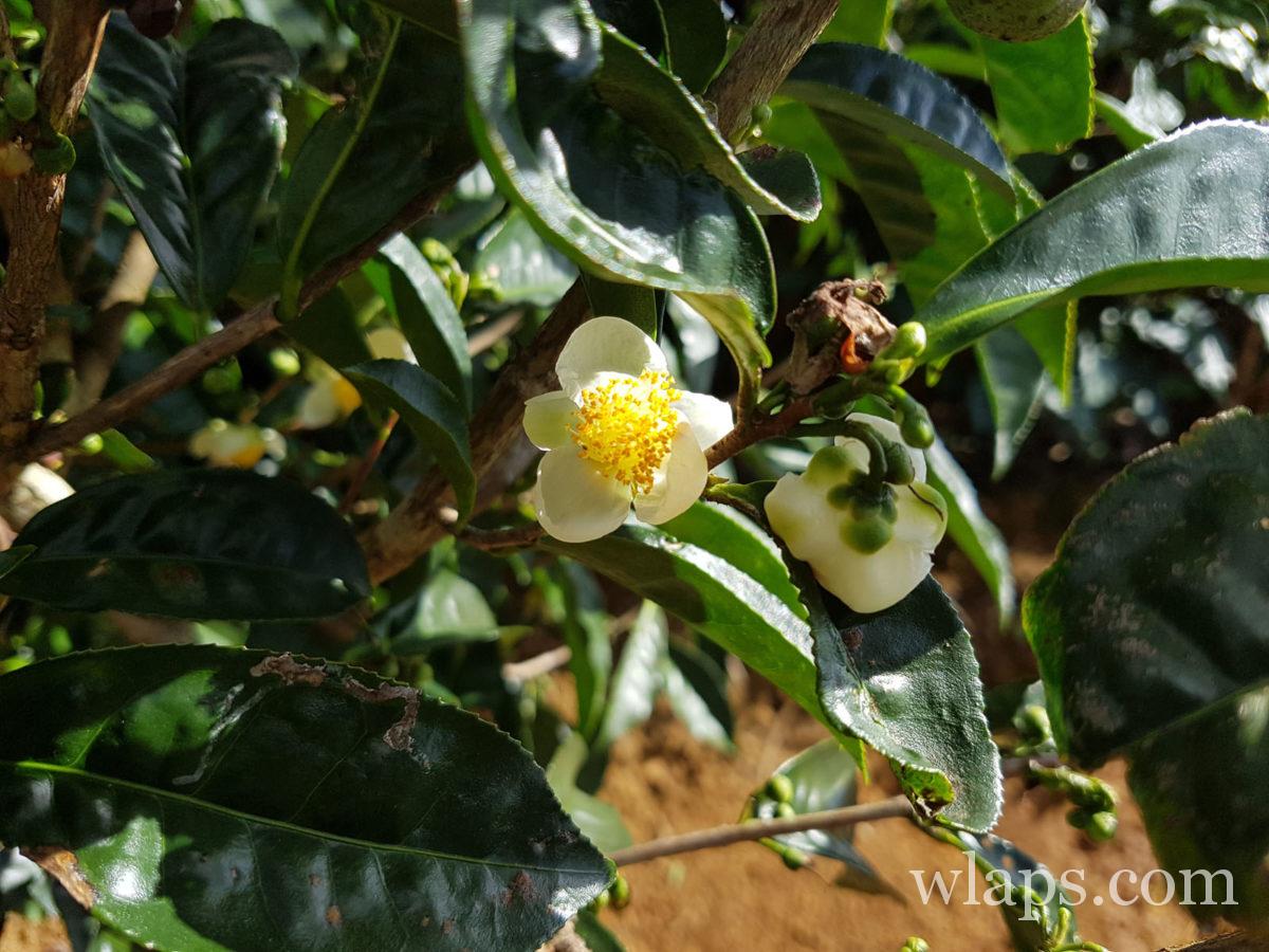 fleurs de thé de Bois Chéri à l'île Maurice