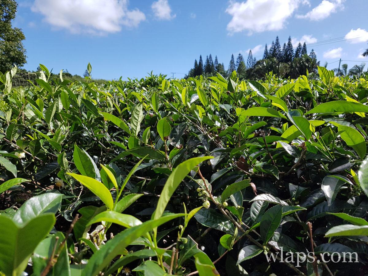 Visite des plantations de thé de Bois Chéri à l'île Maurice