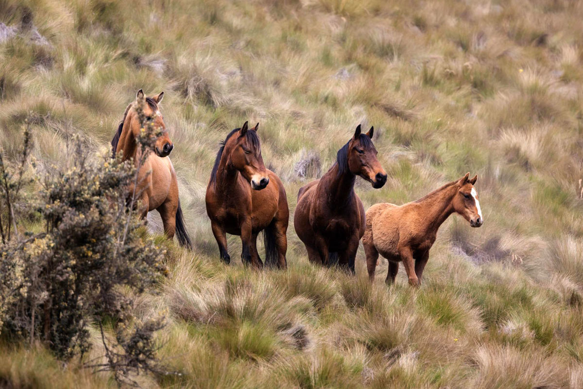 Faire une balade à cheval à la Désirade : une activité à faire à la Désirade