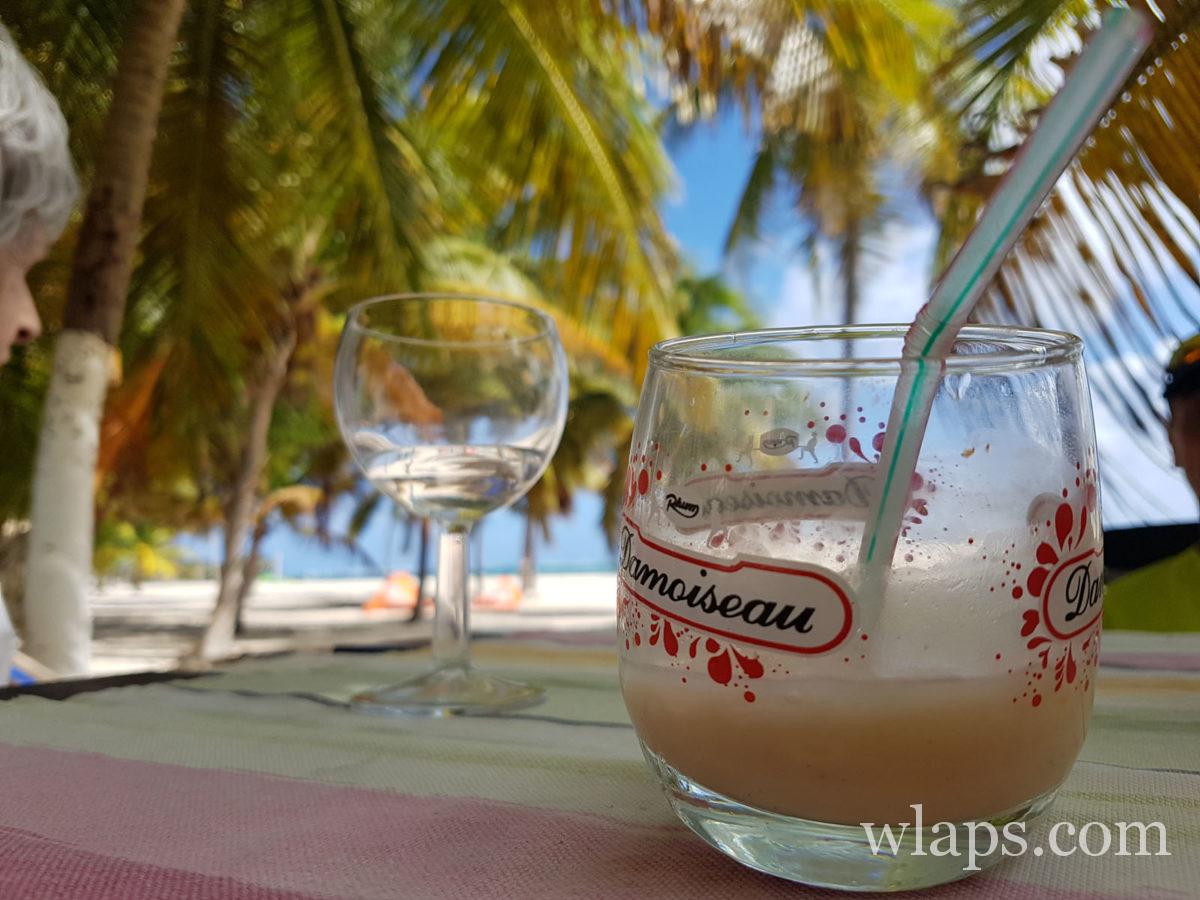 Ponch coco sous les cocotiers à la Désirade