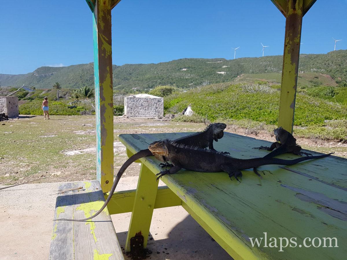 iguanes qui profitent de l'ombre d'un carbet à côté de notre voiture de location à la Désirade