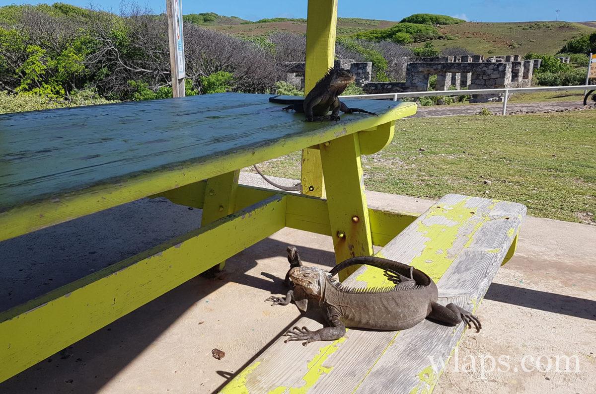 Iguane qui se dore la pilule sous le carbet