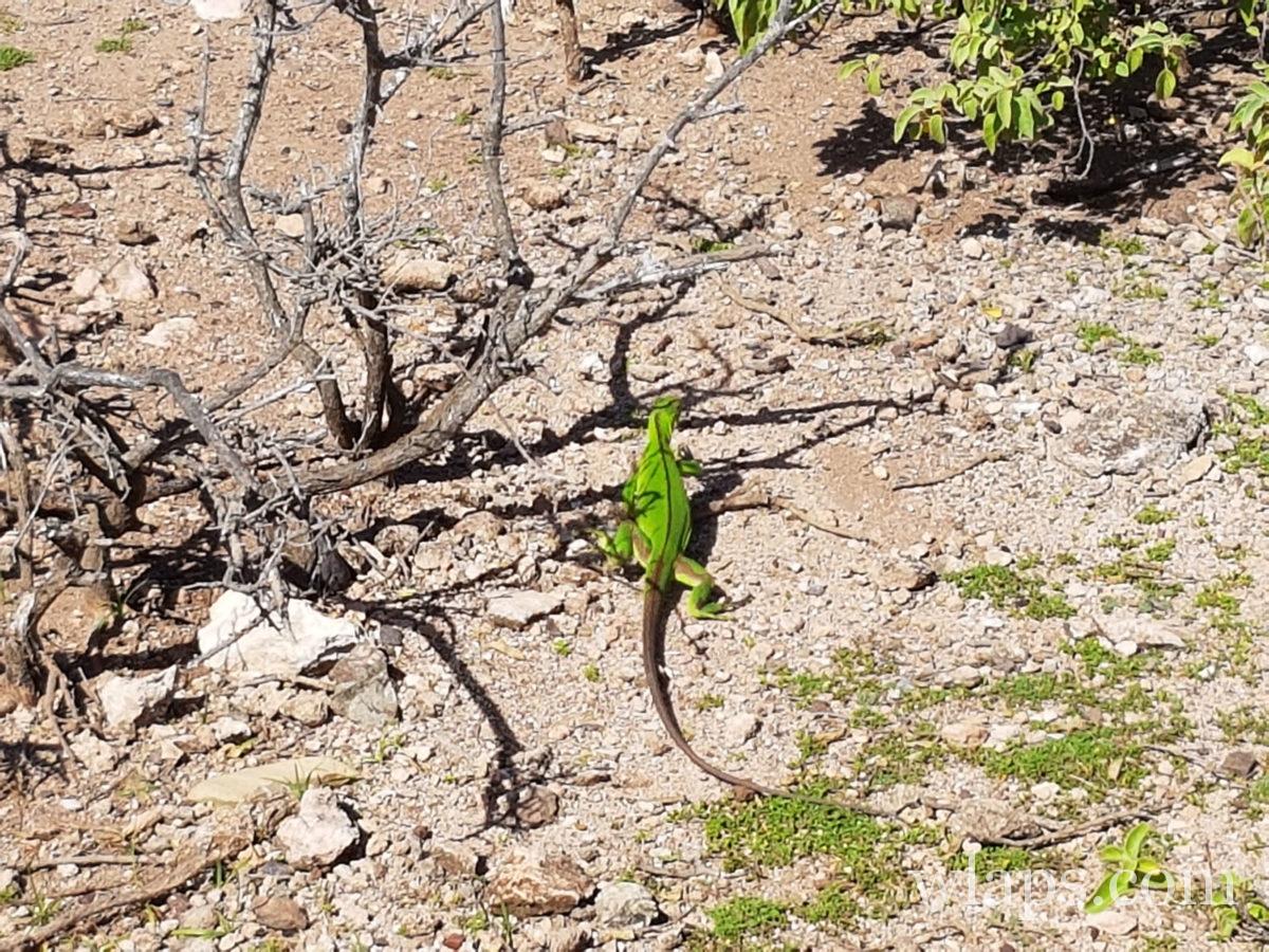 Jeune iguane vert fluo qui part se cacher