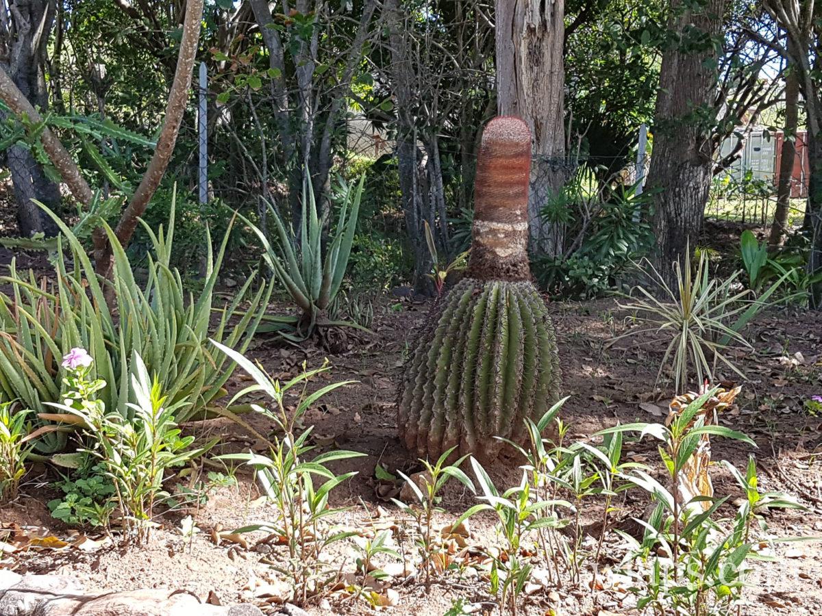 Jardin Botanique du Désert et cactus