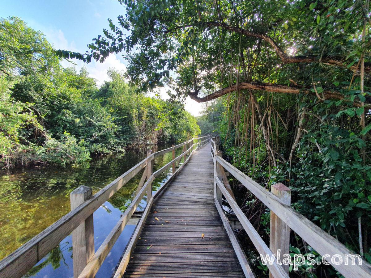 Début de la passerelle qui longe la mangrove