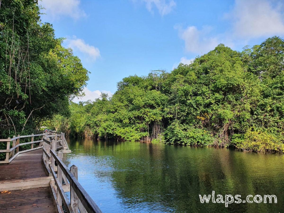 Découverte de la mangrove à Marie-Galante