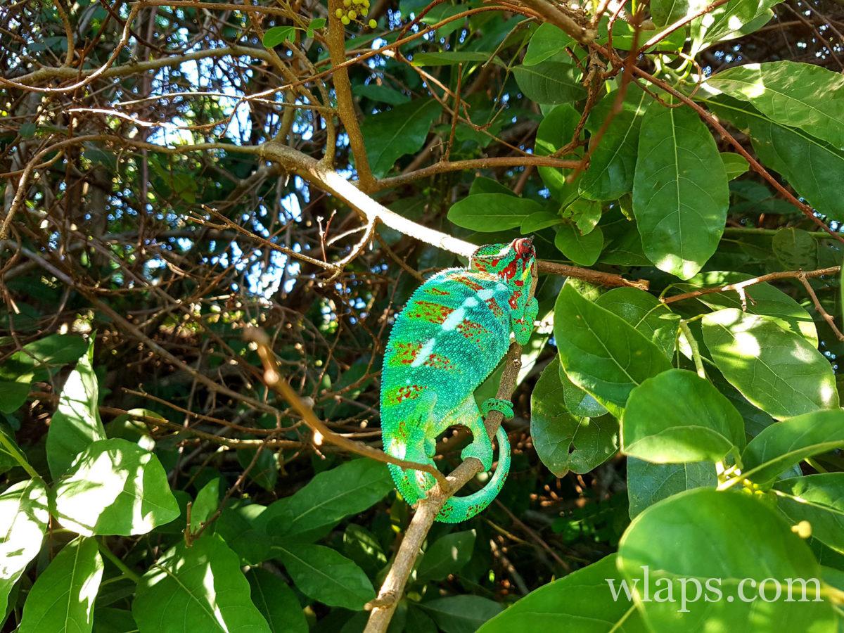 Un endormi, animal typique de la Réunion