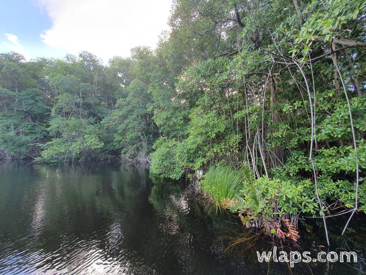 mangrove de marie galante