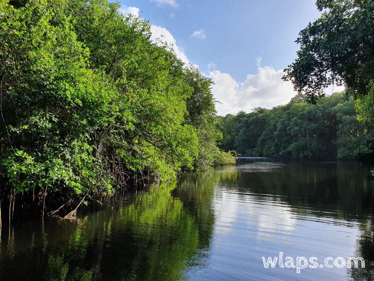 pédalo dans la mangrove de Anse du Vieux Fort