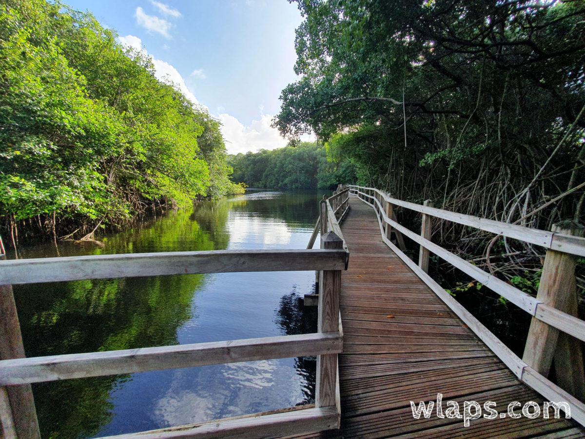 Passerelle qui pénètre dans la mangrove de Anse du Vieux Fort