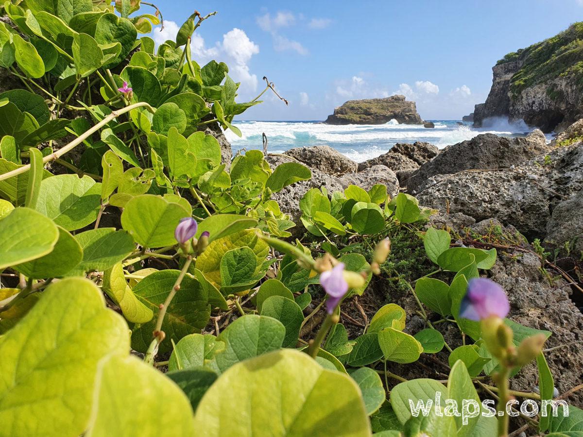 Anse du Coq