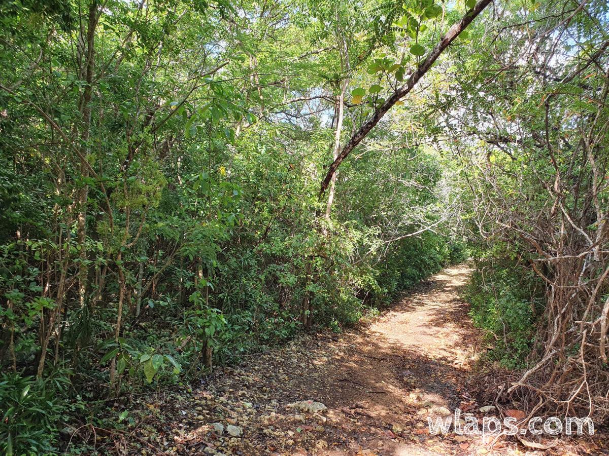 Chemin ombragé