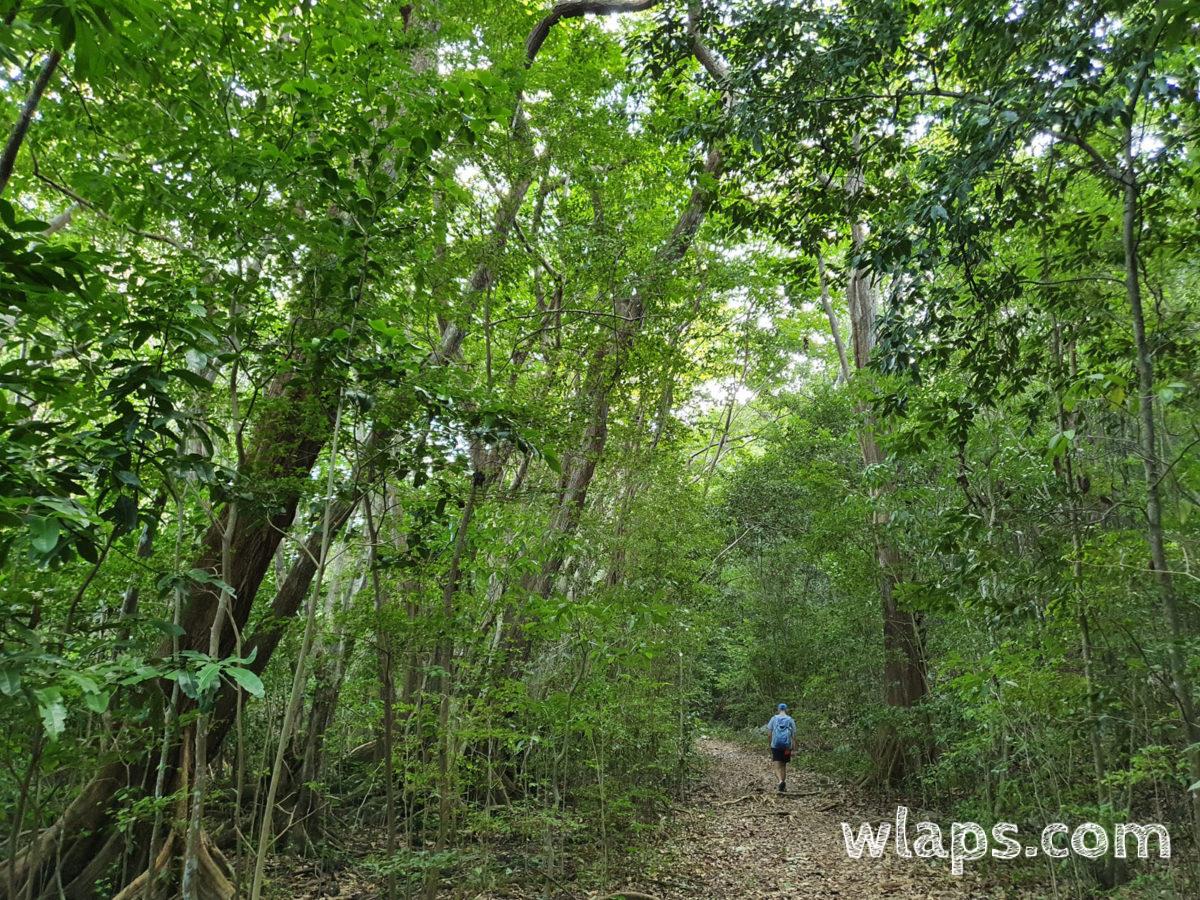 Direction l'observatoire, entre la mangrove et la plage, sous un couvert végétal dense