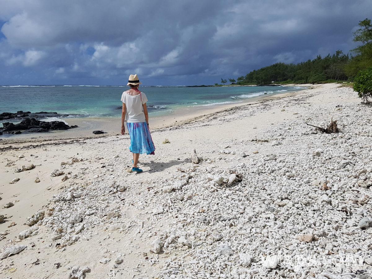 île Maurice avec ses rangées de filaos