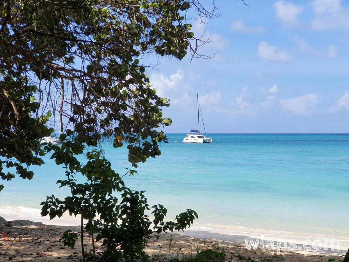 Le sentier part sur la droite d'Anse Canot pour monter entre les arbres