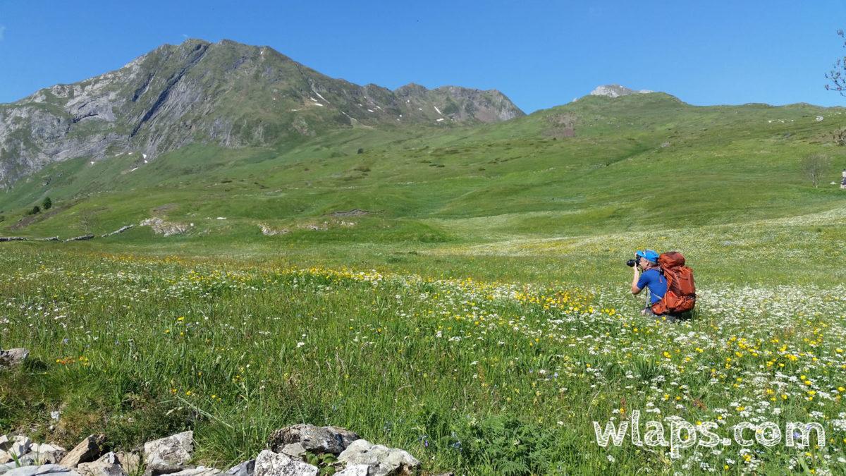 Admirer les fleurs du plateau du printemps jusqu'à la fin de l'été