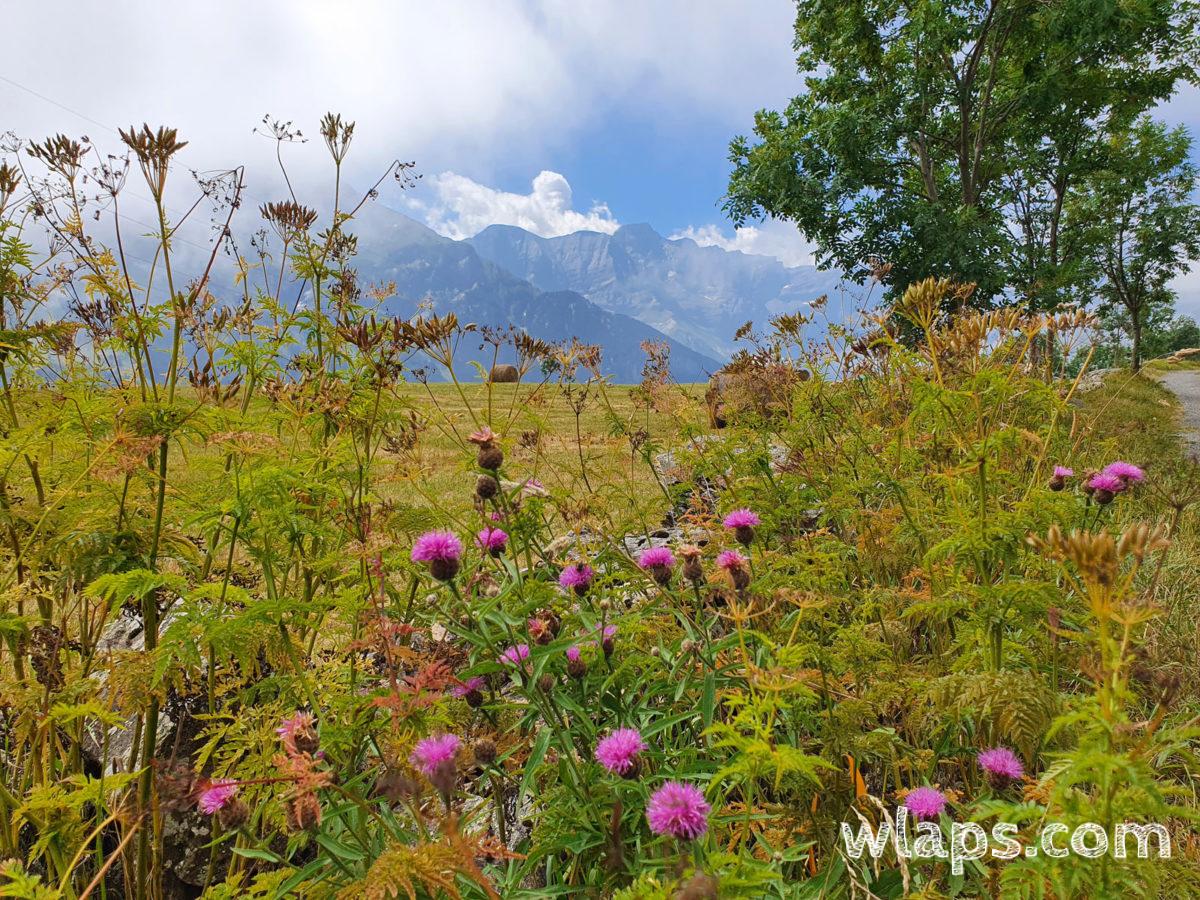 Été sur le plateau de Saugué