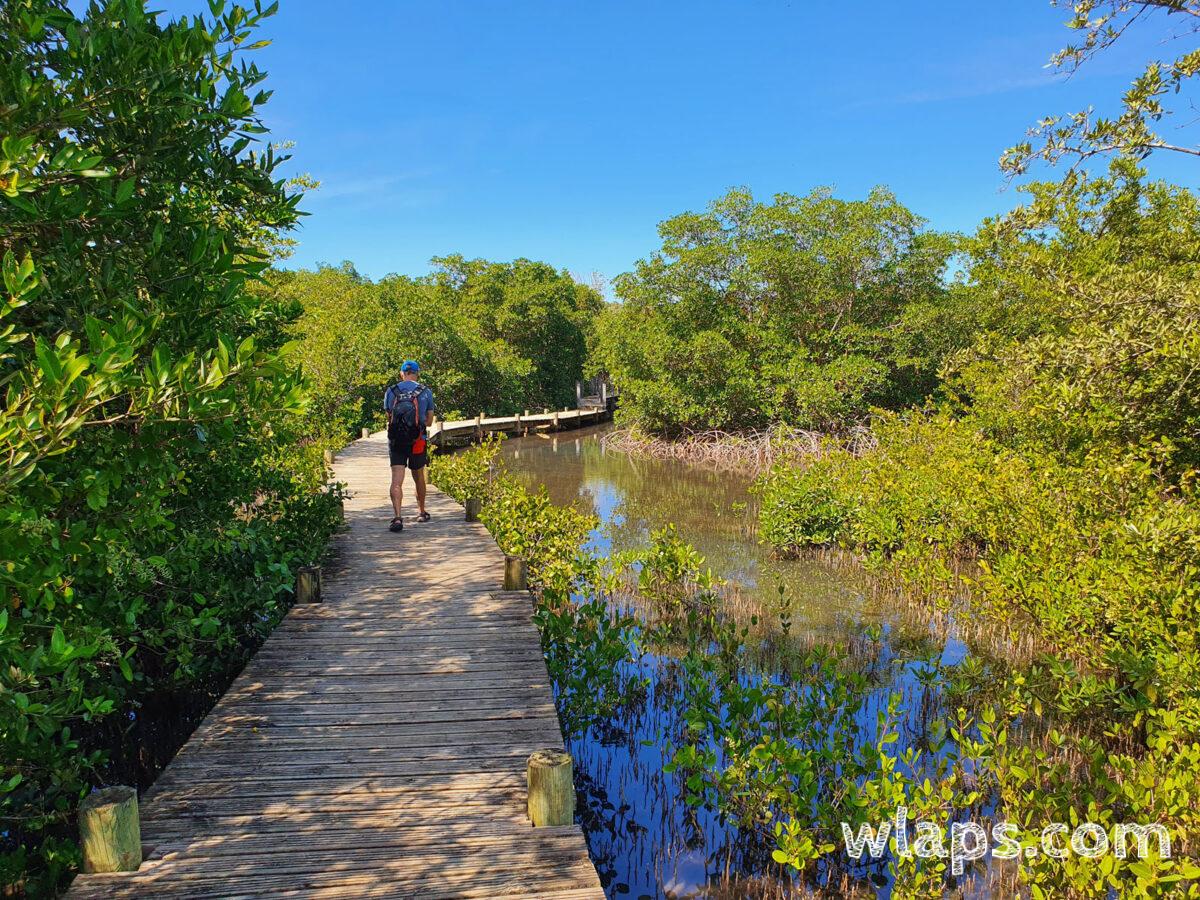 Itinéraire de randonnée à la découverte de la mangrove