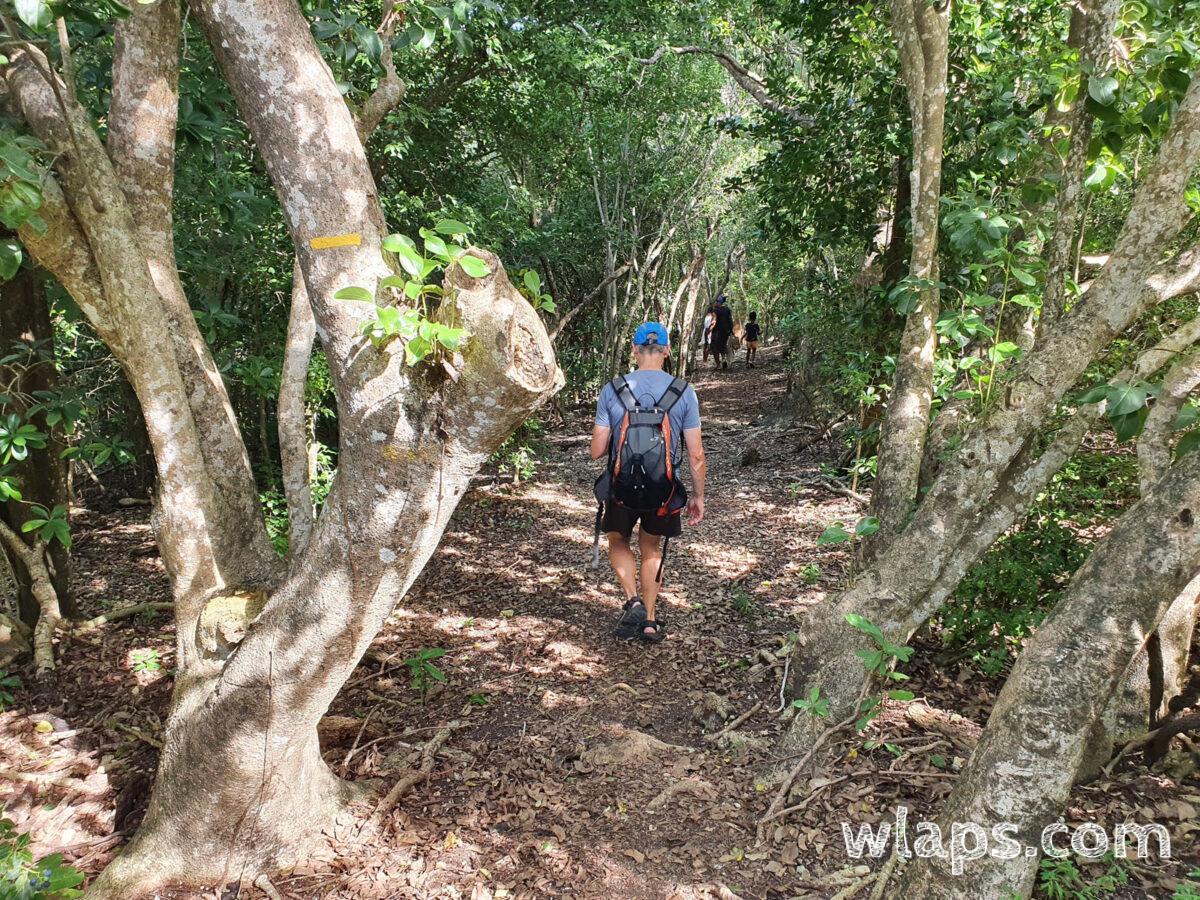 Balisage jaune de l'itinéraire de randonnée de Guadeloupe, qui descend dans la forêt