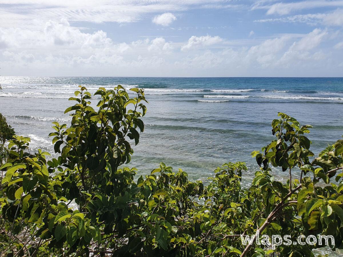 Végétation basse au sortir de la forêt sèche guadeloupéenne
