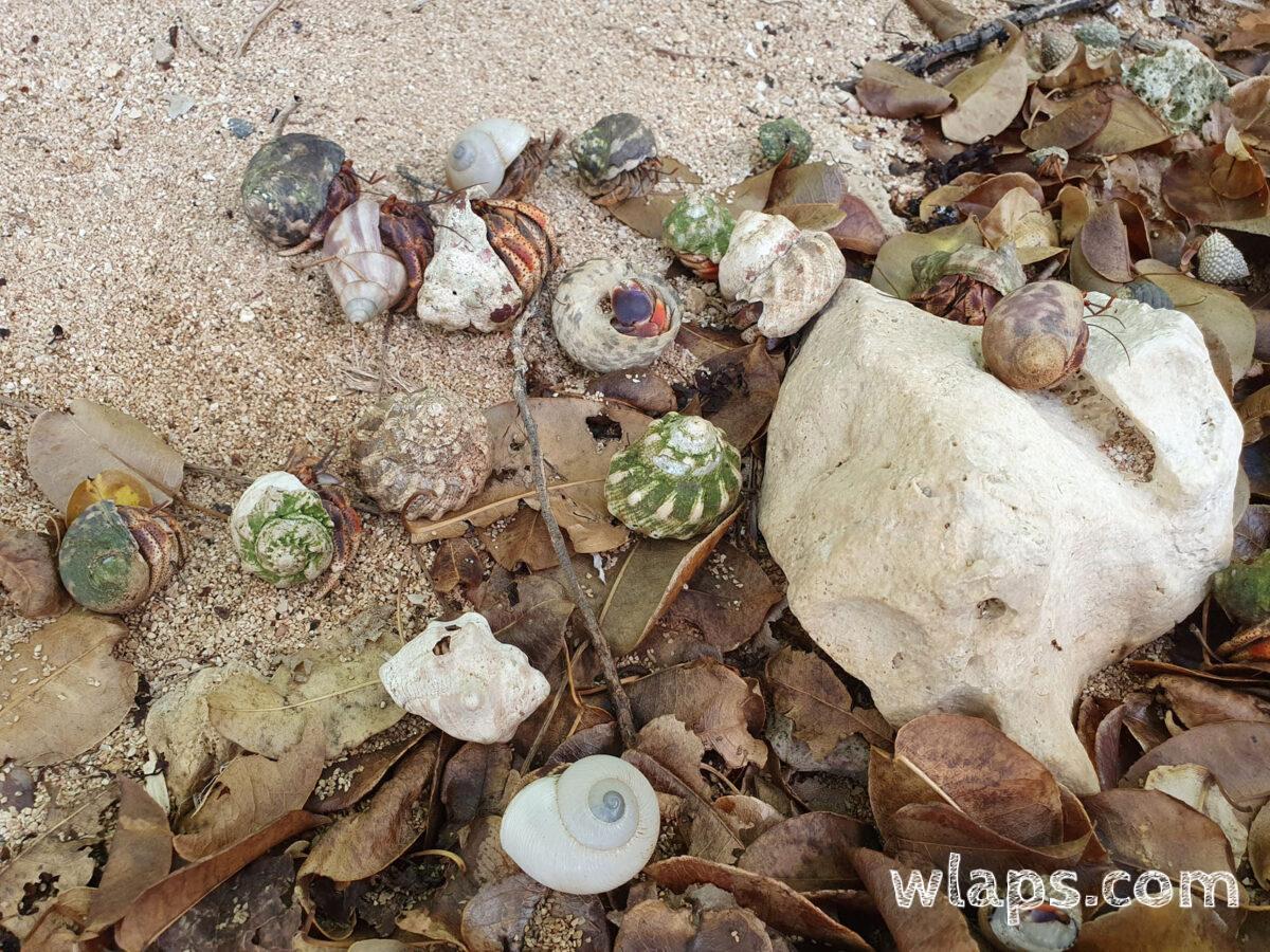 En forêt sèche de Guadeloupe, on croise de nombreux petits compagnons